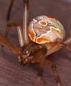 Latrodectus_hasselti_D3415_Z_93_E. of Nuendah homestead_Australie